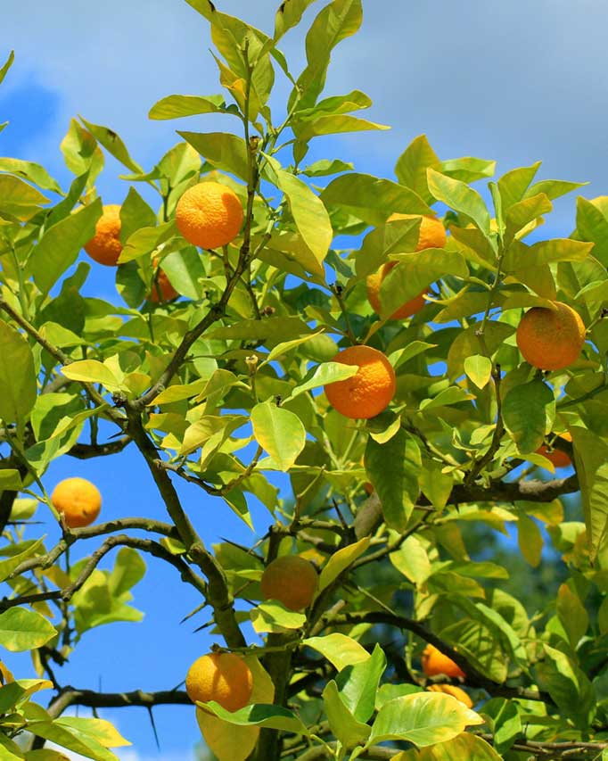 arbol mandarin