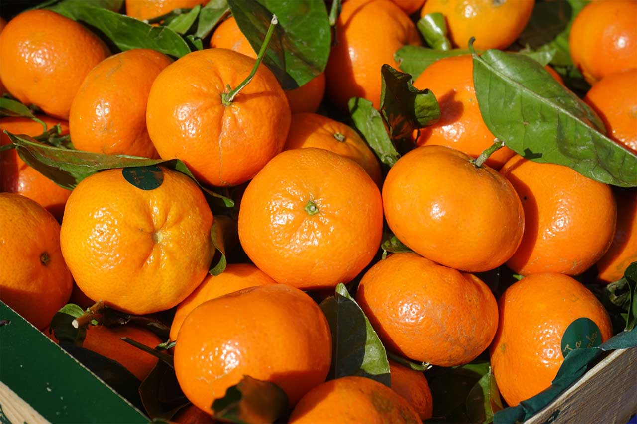 mandarinas variedad clementina